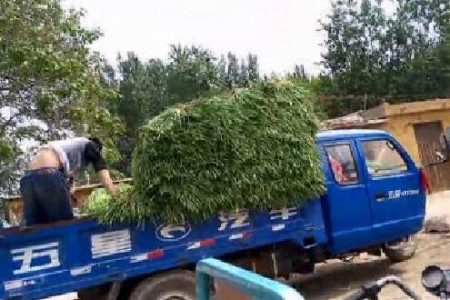 河北馆陶蒜苔错峰上市　　【拍客】馆陶强哥 ()