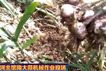 馆陶大蒜机械化收获  促蒜农增收　【拍客：馆陶强哥】 ()