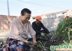 大营子村：紫皮蒜产业致富新途径 ()