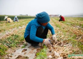 永新乡：蒜头圆大、汁鲜味浓 ()