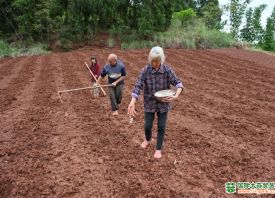 内江东兴：紫皮大蒜秋播1000亩 ()