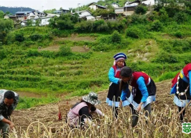 兰坪县：大蒜丰收促增收 ()