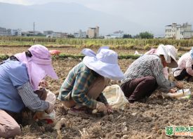 大理宾川：紫皮大蒜致富增收 ()